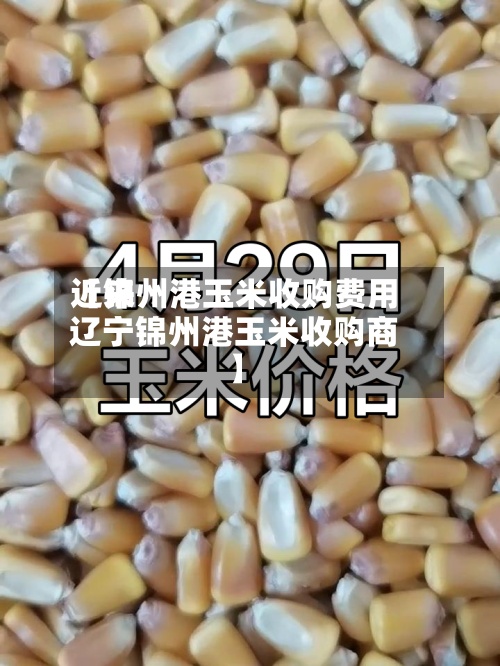 近来【锦州港玉米收购费用辽宁锦州港玉米收购商】