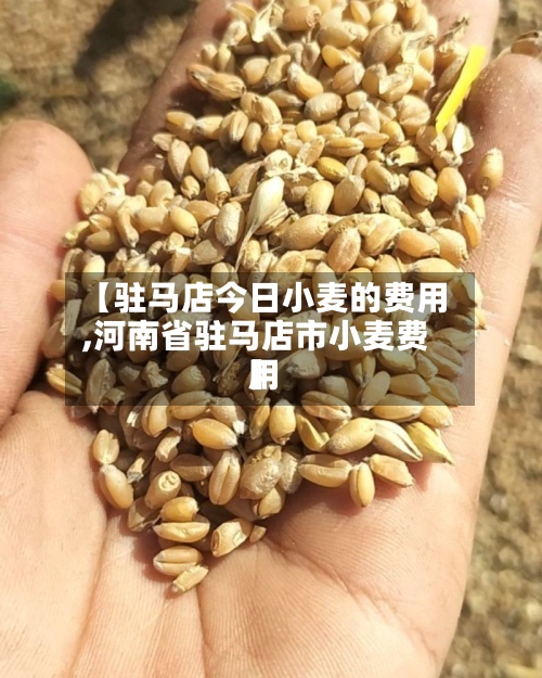 【驻马店今日小麦的费用
,河南省驻马店市小麦费用
】-第3张图片