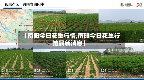 【南阳今日花生行情,南阳今日花生行情最新消息】-第3张图片