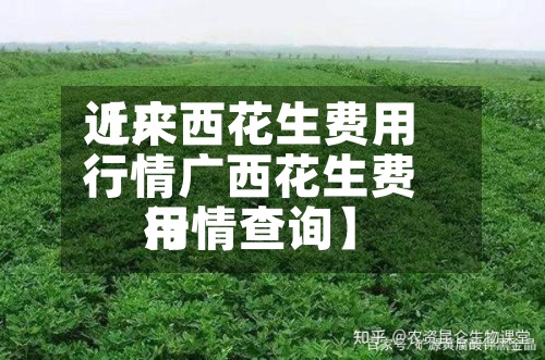 近来【广西花生费用行情广西花生费用行情查询】