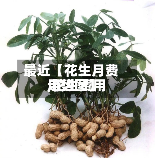 最近【花生月费用,花生费用走势图】