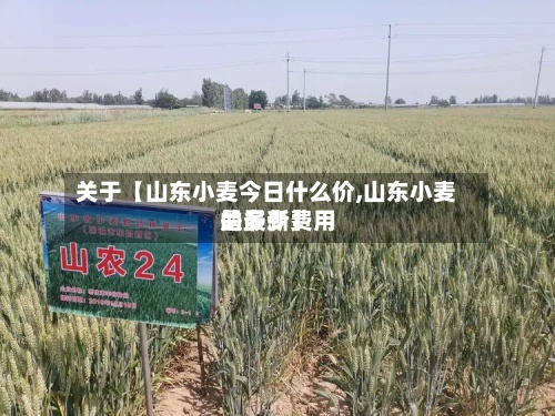关于【山东小麦今日什么价,山东小麦的最新费用
是多少】-第2张图片
