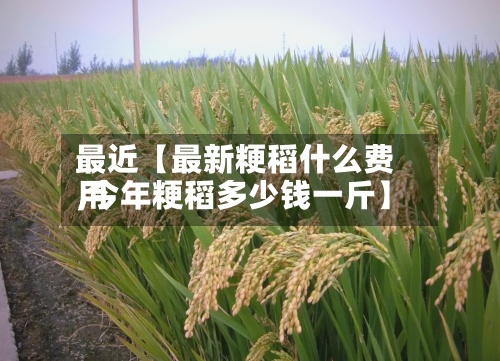最近【最新粳稻什么费用
,今年粳稻多少钱一斤】-第2张图片