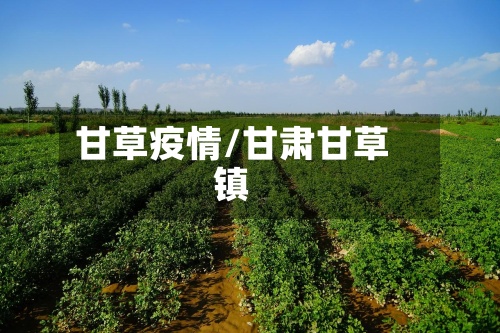 甘草疫情/甘肃甘草镇