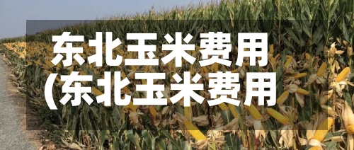 东北玉米费用(东北玉米费用走势图)