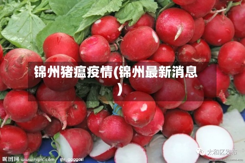 锦州猪瘟疫情(锦州最新消息)-第2张图片