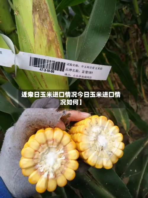 近来【今日玉米进口情况今日玉米进口情况如何】