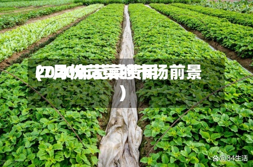 2020年苋菜费用
(7月份苋菜的市场前景)-第2张图片