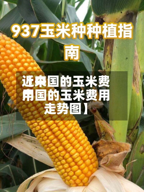 近来【中国的玉米费用中国的玉米费用走势图】-第3张图片