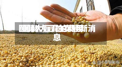 国储大豆竞拍费用/国储大豆拍卖最新消息