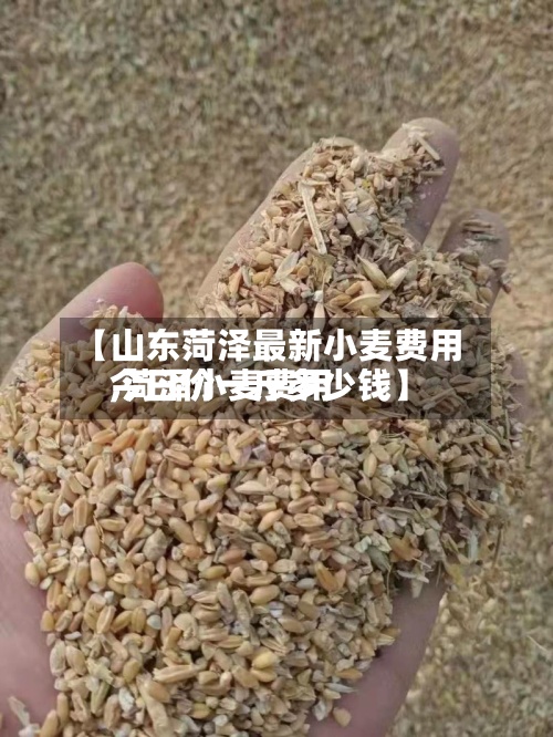 【山东菏泽最新小麦费用,菏泽小麦费用今日价一斤多少钱】