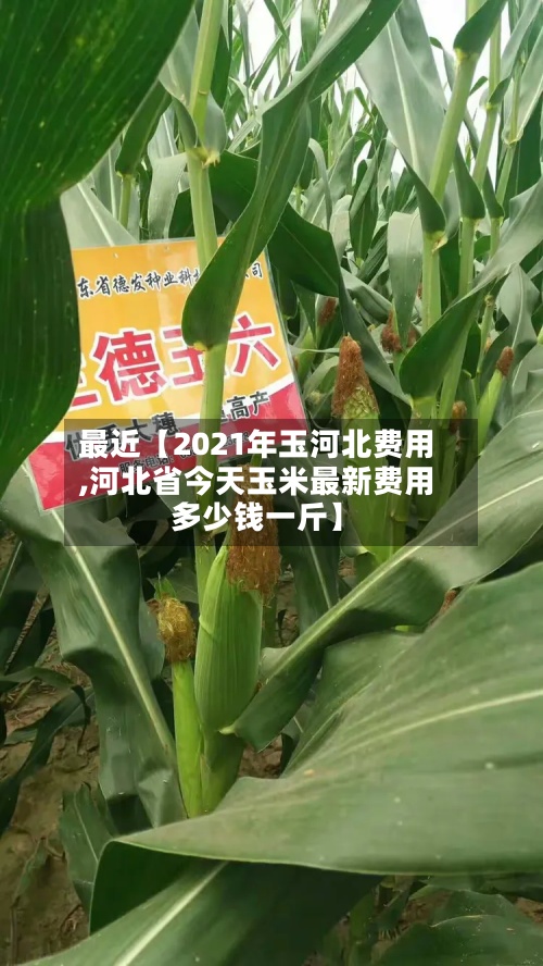 最近【2021年玉河北费用
,河北省今天玉米最新费用
多少钱一斤】-第2张图片