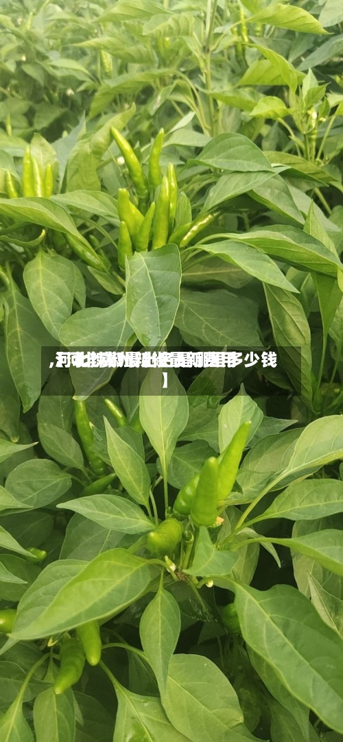 【河北冀州辣椒最新费用
,河北辣椒最出名是哪里多少钱】-第2张图片