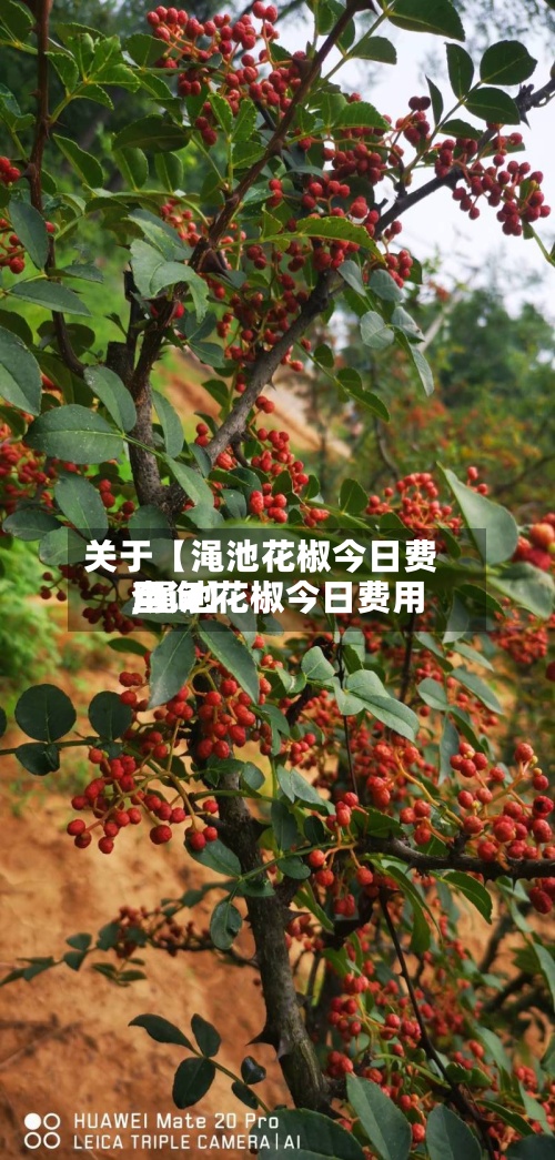 关于【渑池花椒今日费用,渑池花椒今日费用查询】