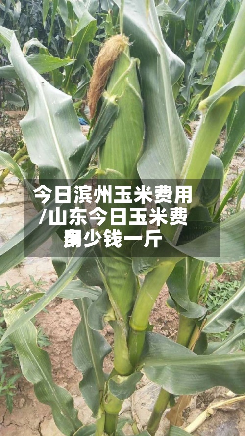 今日滨州玉米费用/山东今日玉米费用多少钱一斤