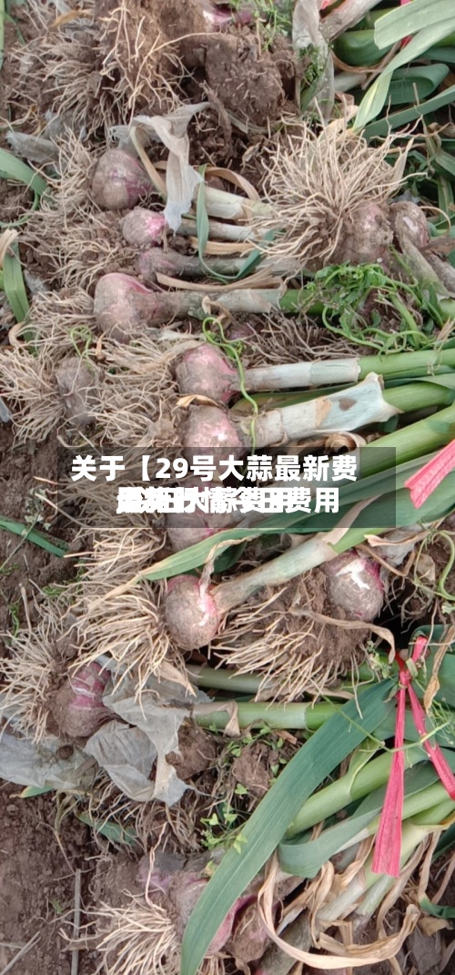 关于【29号大蒜最新费用,今日大蒜费用最新行情今日费用走势】