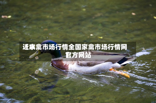近来【水禽市场行情全国家禽市场行情网官方网站】