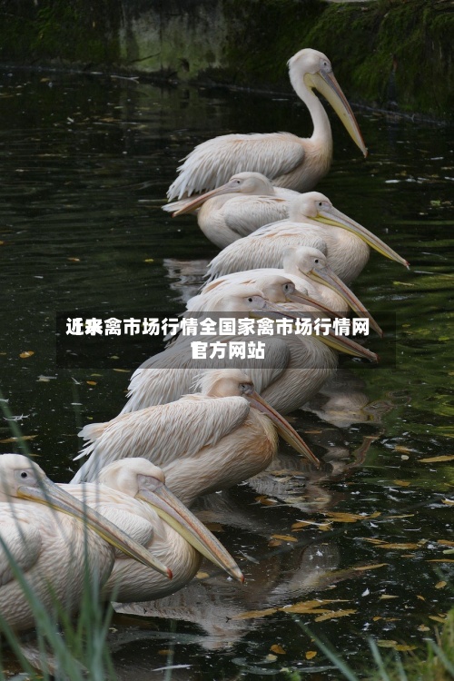 近来
【水禽市场行情全国家禽市场行情网官方网站
】-第2张图片