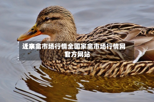 近来
【水禽市场行情全国家禽市场行情网官方网站
】-第3张图片