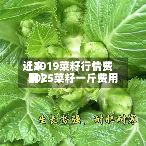 近来
【2019菜籽行情费用
2025菜籽一斤费用
表】-第3张图片