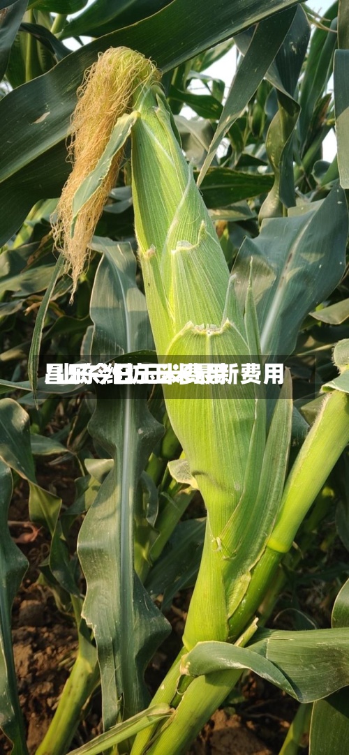 昌乐今日玉米费用/山东潍坊玉米最新费用