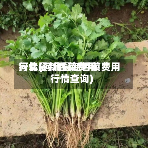 河北最新香菜费用行情(河北最新香菜费用行情查询)