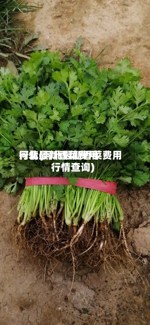 河北最新香菜费用
行情(河北最新香菜费用
行情查询)-第2张图片