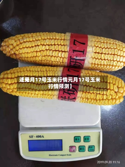 近来
【元月17号玉米行情元月17号玉米行情预测】-第2张图片