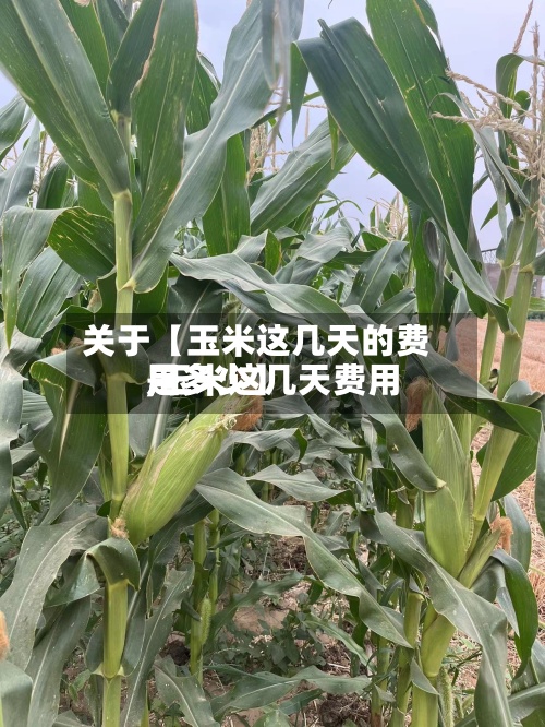 关于【玉米这几天的费用
,玉米这几天费用
是多少】-第2张图片