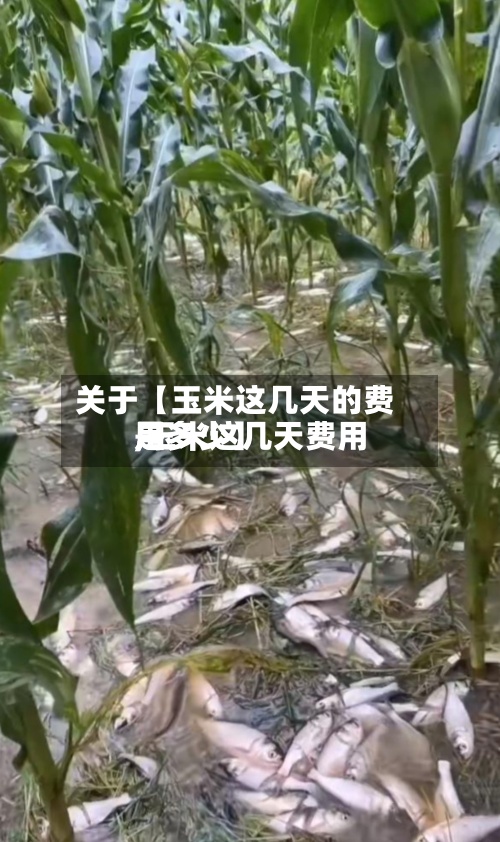 关于【玉米这几天的费用,玉米这几天费用是多少】