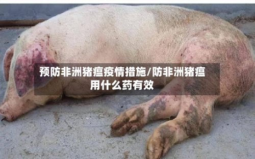 预防非洲猪瘟疫情措施/防非洲猪瘟用什么药有效