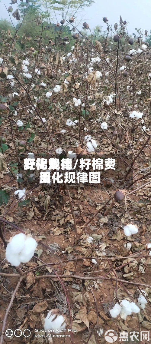 籽棉费用变化规律/籽棉费用变化规律图