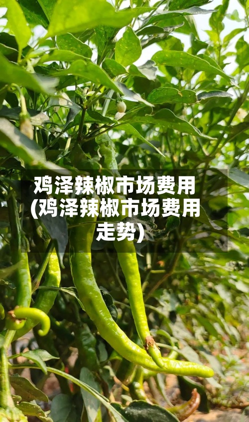 鸡泽辣椒市场费用
(鸡泽辣椒市场费用
走势)-第3张图片