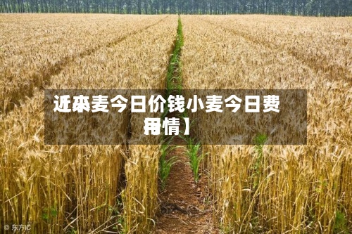 近来【小麦今日价钱小麦今日费用行情】-第3张图片