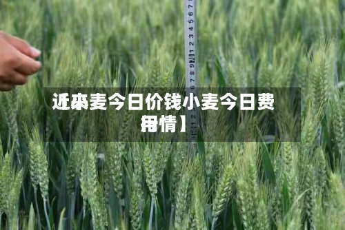 近来【小麦今日价钱小麦今日费用行情】