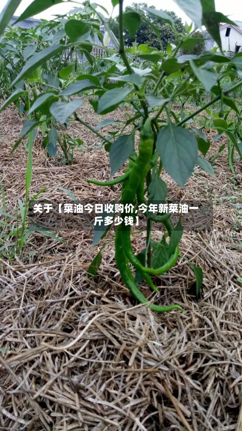 关于【菜油今日收购价,今年新菜油一斤多少钱】-第3张图片