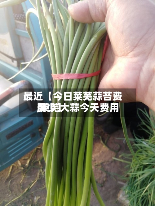 最近【今日莱芜蒜苔费用,莱芜大蒜今天费用多少】