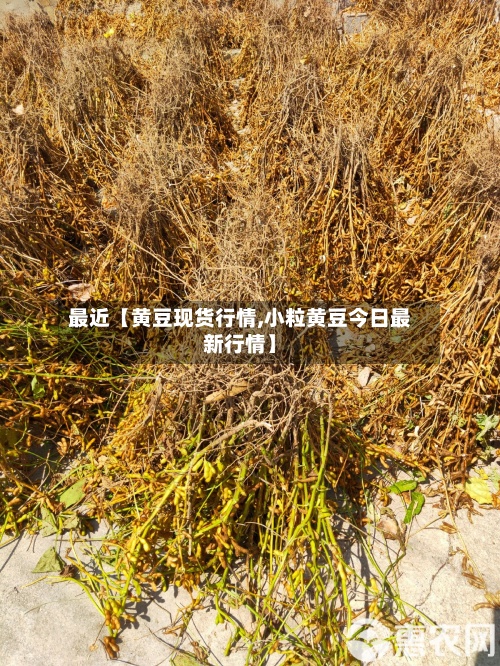 最近【黄豆现货行情,小粒黄豆今日最新行情】-第2张图片