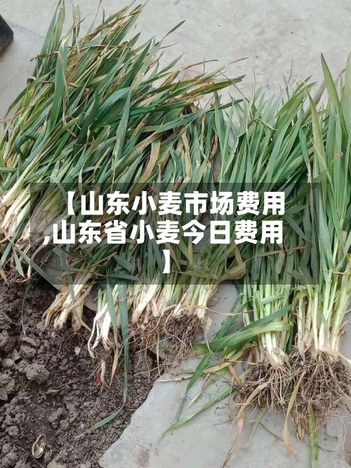 【山东小麦市场费用
,山东省小麦今日费用
】-第3张图片
