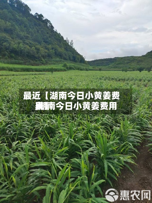最近【湖南今日小黄姜费用,湖南今日小黄姜费用表】