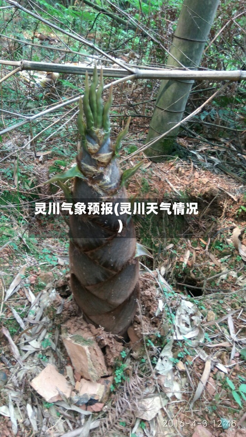 灵川气象预报(灵川天气情况)-第2张图片