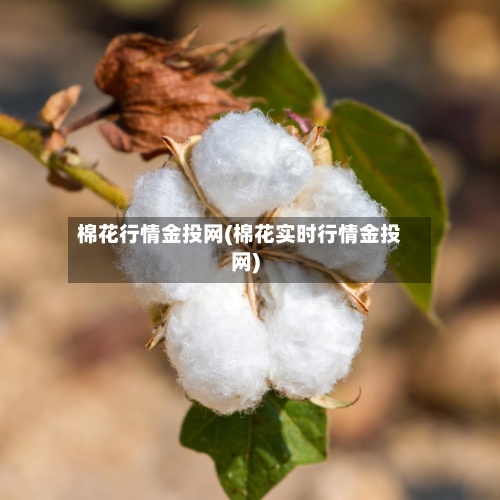棉花行情金投网(棉花实时行情金投网)-第3张图片