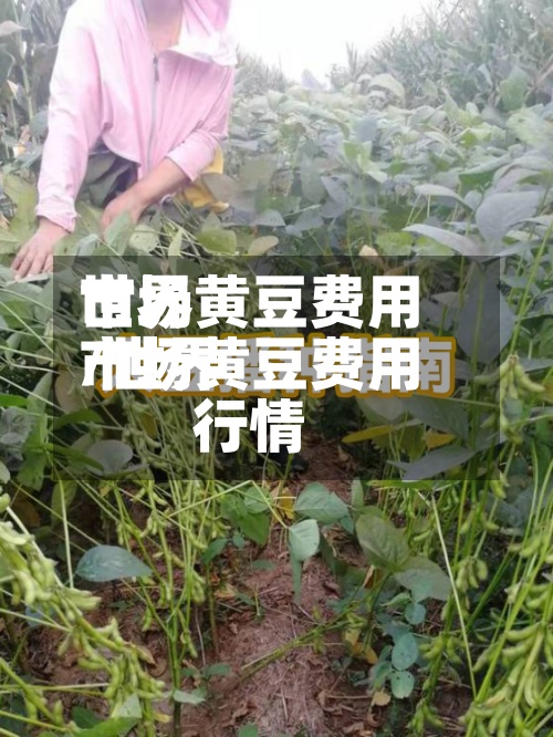 世界
市场黄豆费用
/世界
市场黄豆费用
行情-第2张图片
