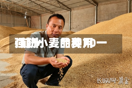 强劲小麦的费用/前十强筋小麦品种70一