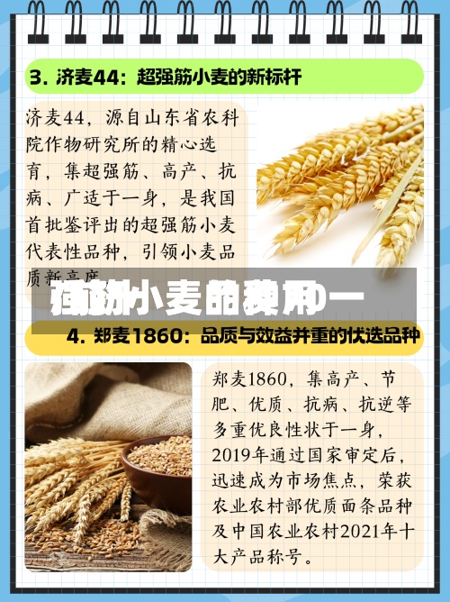 强劲小麦的费用
/前十
强筋小麦品种70一-第2张图片