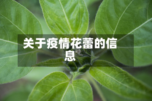 关于疫情花蕾的信息-第2张图片