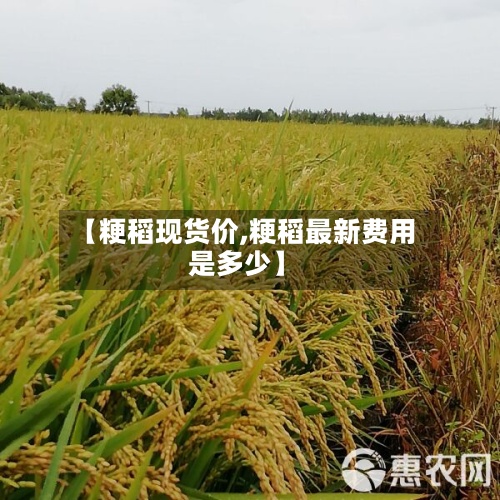 【粳稻现货价,粳稻最新费用
是多少】-第2张图片