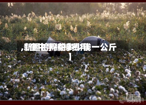 【奎屯手摘棉费用,新疆拾棉花多少钱一公斤】-第2张图片
