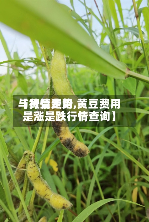 【黄豆费用
与行情走势,黄豆费用
是涨是跌行情查询】-第2张图片