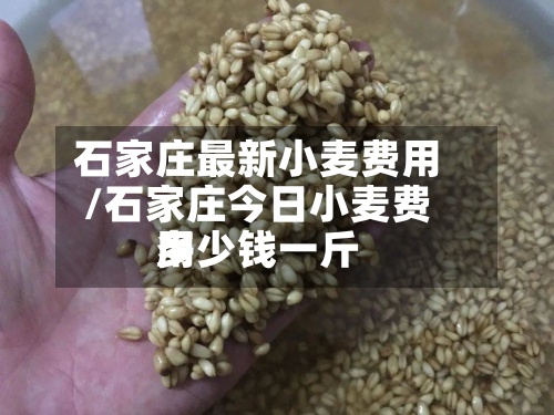 石家庄最新小麦费用/石家庄今日小麦费用多少钱一斤-第3张图片